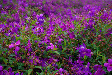 Fototapeta premium Background of purple Melastoma affine flowers field