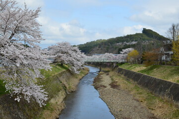 Fototapeta na wymiar 満開の桜と川