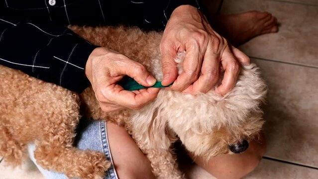 Person applying ticks, lice and mites control medicine on poodle pet dog with long fur