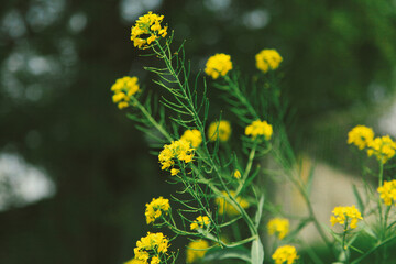 japanese flower