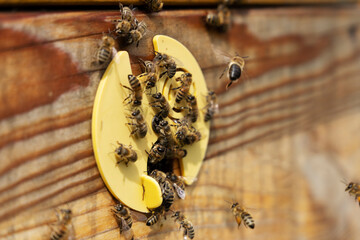 Working bees fly into the entrance of the hive.