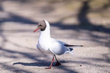 The black-headed gull (Chroicocephalus ridibundus) romance dancing on the park trail. Breeding plumage. Springtime.