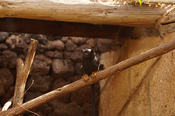 A black capuchin with yellow legs sits on a branch against a background of rocks. A capuchin monkey having rest on a branch