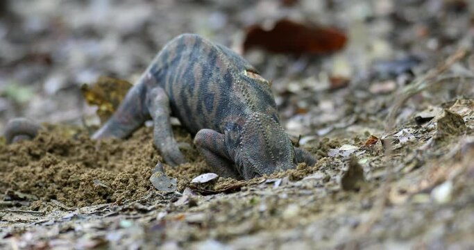 Furcifer nicosiai is a large endemic species of chameleon, a lizard in the family Chamaeleonidae, Female digs a hole in which she will lay her eggs. Tsingy de Bemaraha, Madagascar wildlife animal.