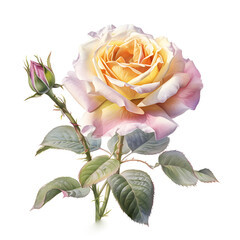 Watercolor illustration of rose flower, isolated on white background. Generative AI