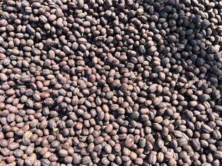 Ethiopian dried coffee before to peel off shell  lying to dry in the sun. Bona Zuria, Ethiopia