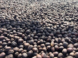 Ethiopian dried coffee before to peel off shell  lying to dry in the sun. Bona Zuria, Ethiopia