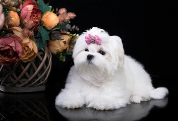 Maltese breed puppy with a pink bow, beautiful white coat grooming