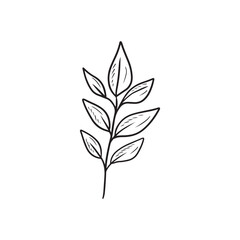 Reaslistic beautiful tropical branch with leaves inblack isolated on white background. HAnd drawn vector sketch illustration in vintage doodle engraved line art style. Botanical floral single drawing.