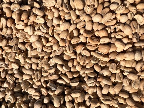 Ethiopian dried and peel  off shell  coffee bean lying to dry in the sun. Bona Zuria, Ethiopia