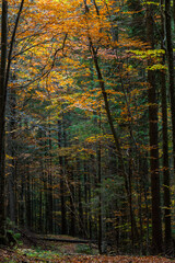 Tall trees of the Carpathian forests, nature reserve in the Carpathians, Ukrainian forests and reserves. Autumn landscape in the forest