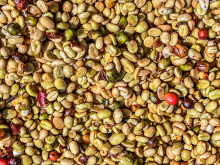 Coffee beans in the sun-drying process, the honey process, in the highland Sidama region of Ethiopia