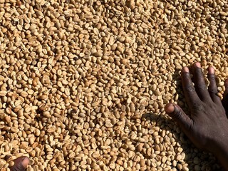 Women's hands mixing dry coffee beans in the sun-drying process, the honey process, in the highland Sidama region of Ethiopia