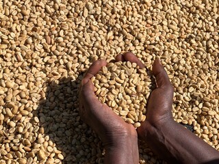 Women's hands showing dry coffee beans in the sun-drying process, the honey process, in the highland Sidama region of Ethiopia