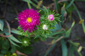 Aster pink in the garden. Small depth of field. Top view