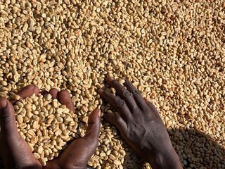 Women's hands showing dry coffee beans in the sun-drying process, the honey process, in the highland Sidama region of Ethiopia