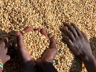 Women's hands showing dry coffee beans in the sun-drying process, the honey process, in the highland Sidama region of Ethiopia