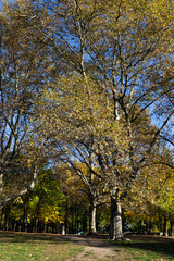 Naklejka premium Fort Greene Park with Colorful Trees during Autumn in Fort Greene Brooklyn of New York City