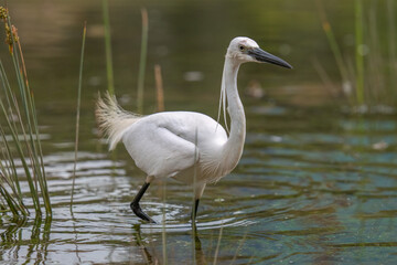 great white heron ardea cinerea