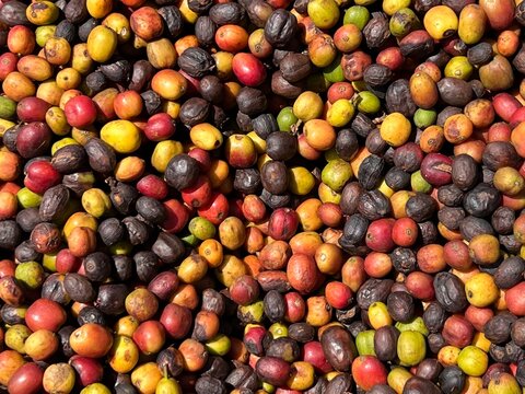 Ethiopian red and green coffee cherries lying to dry in the sun. This process is the natural process. Bona Zuria, Ethiopia