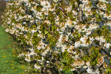 Fototapeta premium Close-up of cherry blossoms in Wiesbaden-Frauenstein - Germany in the Rheingau