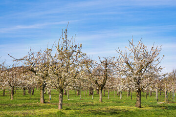 Fototapeta premium Blossoming cherry trees in Wiesbaden-Frauenstein/Germany in the Rheingau