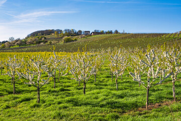 Fototapeta na wymiar Blossoming cherry trees in Wiesbaden-Frauenstein/Germany in the Rheingau with vineyards in the background