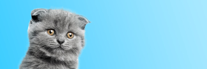 a gray cat with beautiful eyes on a color background