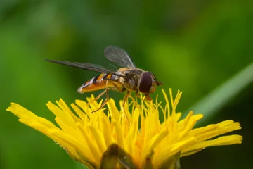 Fotobehang Marmalade hoverfly, Episyrphus balteatus, posed on a yellow flower © Oleh Marchak