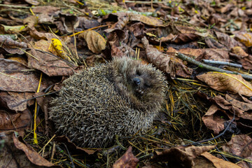 A native, wild European hedgehog curled up in an autumn leaf. Up close © Oleh Marchak