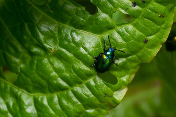 Colorful Dogbane Leaf Beetle Chrysochus auratus on big green leaf
