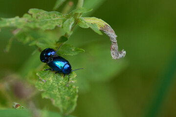 Himmelblauer Blattkäfer (Chrysolina coerulans)	