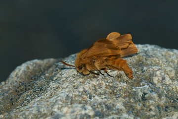 Habichtskrautspinner (Lemonia dumi)	