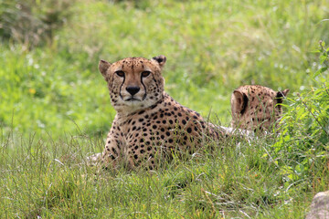 Fototapeta na wymiar cheetah in a zoo in france 