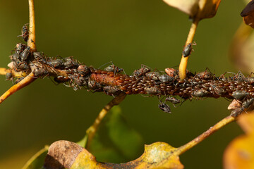 Blattläuse auf einem Strauch	