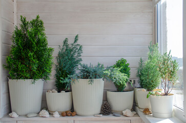 Coniferous plants on a white balcony. Thuja, cypress, juniper. Crop production. Interior design, wooden veranda, cozy balcony, a place for rest and relaxation. Modern stylish loggia.