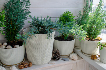  Coniferous plants on a white balcony. Thuja, cypress, juniper. Crop production. Interior design,...