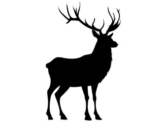 Deer transparent background