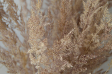 bouquet with dry spikelets in a vase against a white wooden wall. Design of a cozy balcony, attic, veranda.