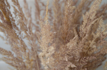 Bunch of dry spikelets in close-up. Design of a cozy balcony, attic, veranda. Scandinavian interior style.