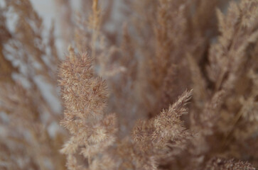 Bunch of dry spikelets in close-up. Design of a cozy balcony, attic, veranda. Scandinavian interior style.