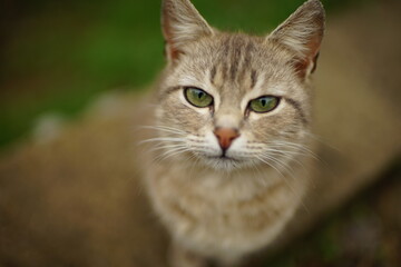 Naklejka na ściany i meble Grey cat closeup portrait in spring garden
