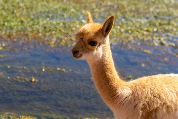 A baby vicuna at the edge of the water near San Pedro de Atacama, Chile. The vicuna (Lama vicugna) is one of the two wild South American camelids.