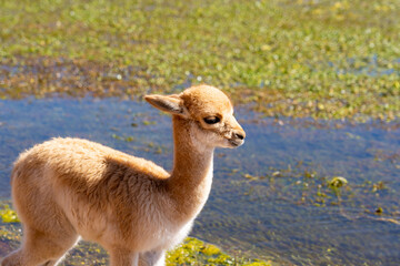 A baby vicuna at the edge of the water near San Pedro de Atacama, Chile. The vicuna (Lama vicugna) is one of the two wild South American camelids.