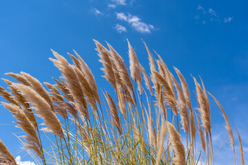 Pampas grass (Cortaderia selloana) with the blue sky background. Chile. Cortaderia selloana is a...