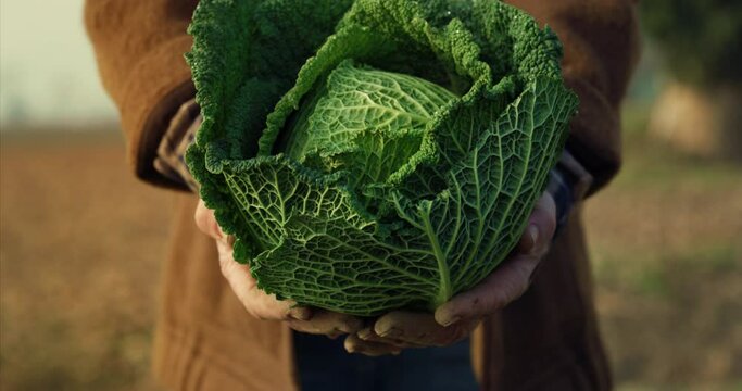 Cinematic Close Up Shot of Mature Farmer Hands Showing Fresh Raw Green Savoy Cabbage Harvested From Ecological Farming Field. Bio Agriculture and Eco-friendly Farming Cultivation Concept