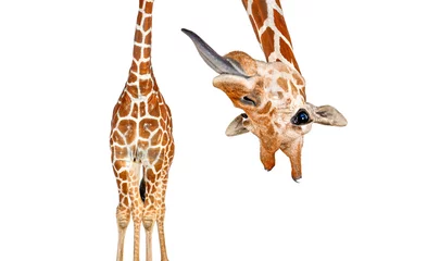 Poster Portrait of a funny and cute giraffe upside down sticking tongue out  head down. with a perspective effect shrinking the body which creates a lot of depth, isolated on white © Eric Isselée