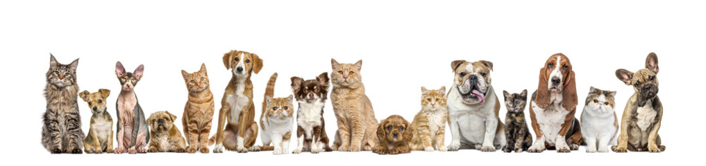 Group of cats and dogs isolated on yellow background, Banner. Remastered. - 591925632