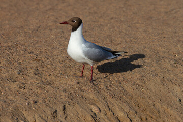 Black-headed gull seagull stands on the sand on sunny day, Europe