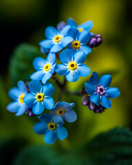Naklejka na ściany i meble Close-up of a cluster of vibrant blue forget-me-not flowers, their delicate petals and tiny yellow centers creating a captivating, intricate pattern, set against a soft blurred background.